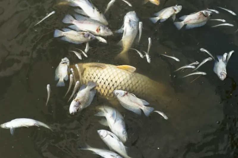 Polícia e Cetesb investigam a mortandade de peixes após rompimento de tubulação de usina em Meridiano