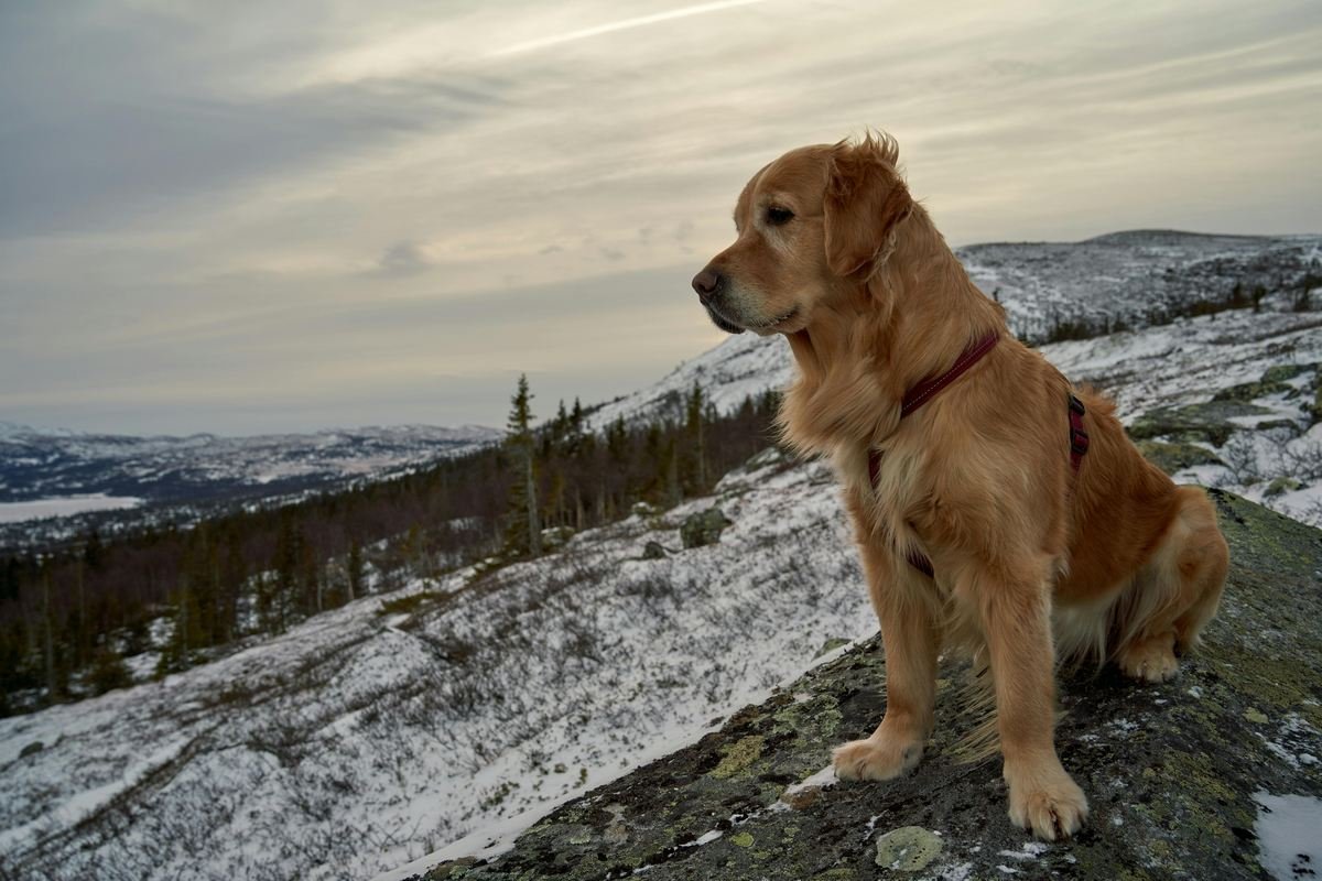 Quanto Tempo Dura a Gestação de um Cachorro: Guia Completo sobre Reprodução Canina